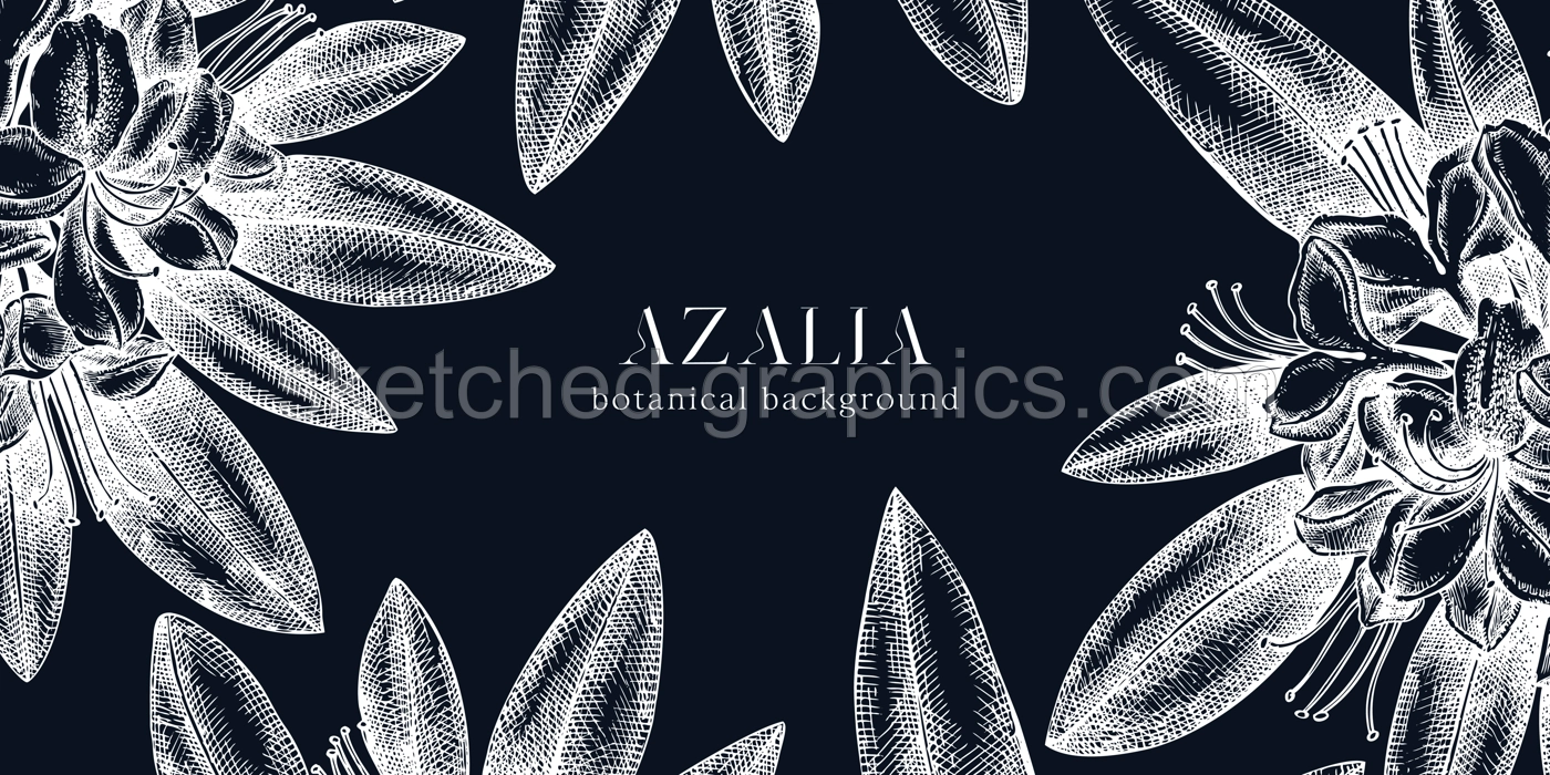Floral background on chalkboard. Vector frame with hand drawn azalia sketches. Vintage design with rhododendron flowers and leaves. Evergreen plants botanical illustration for banner, postcards, web Illustration